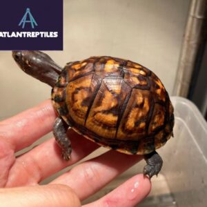 eastern box turtles for sale