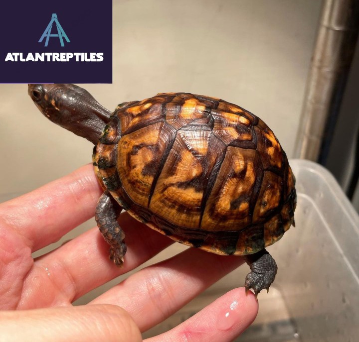 eastern box turtles for sale