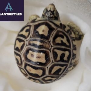 leopard tortoise for sale