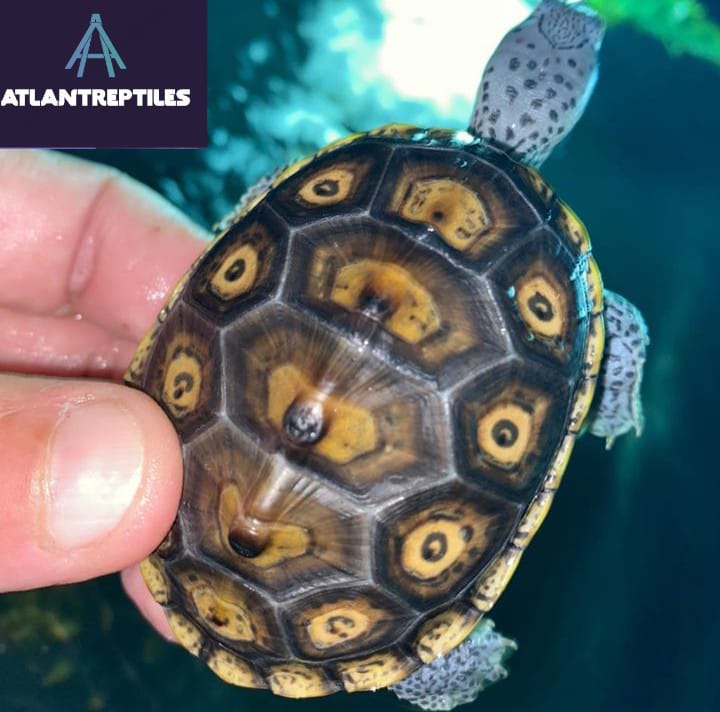 ornate diamondback terrapin for sale