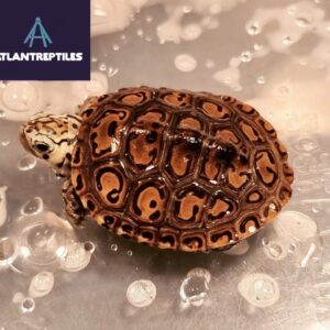 concentric diamondback terrapin for sale