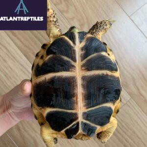 captive bred russian tortoise for sale