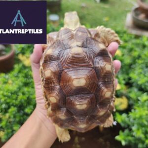 sulcata tortoise for sale near me