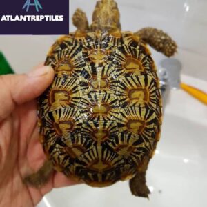 pancake tortoise for sale