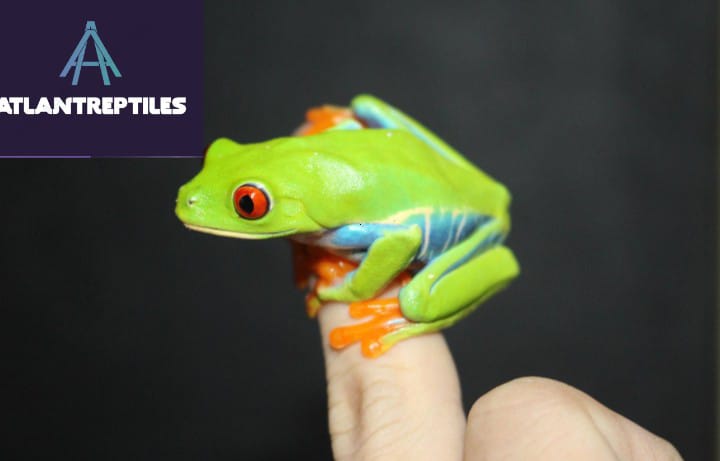 red-eyed tree frog for sale