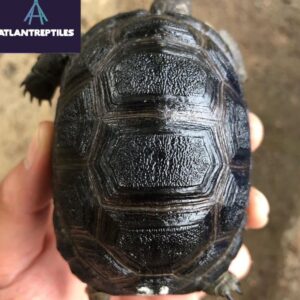 aldabra tortoise for sale