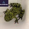 fire bellied toad for sale