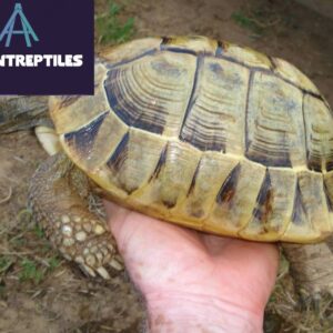 golden greek tortoise for sale