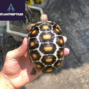 cherry head tortoise for sale