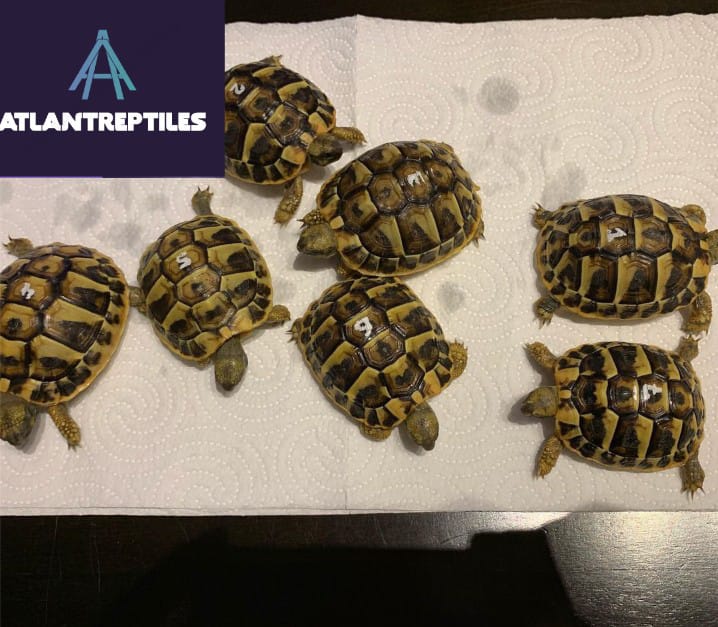 greek tortoise for sale