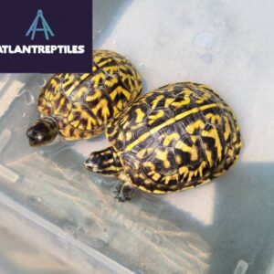 florida box turtle for sale