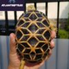 burmese star tortoise for sale