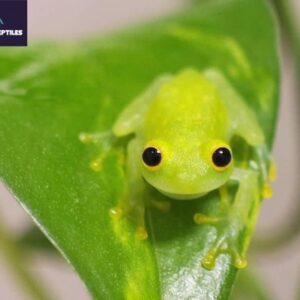 Glass Tree Frogs for sale