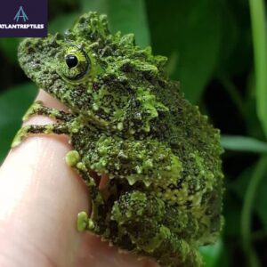 Vietnamese Mossy Frog