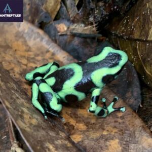 green and black poison dart frog