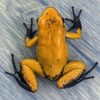 Phyllobates terribilis Orange Blackfoot for sale