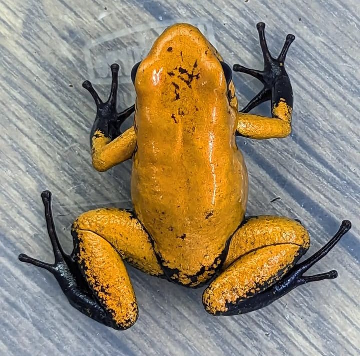 Phyllobates terribilis Orange Blackfoot for sale