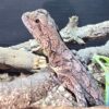 frilled dragon for sale