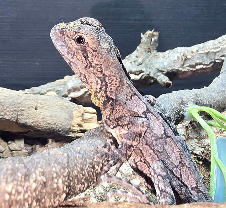 frilled dragon for sale