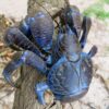 coconut crab for sale