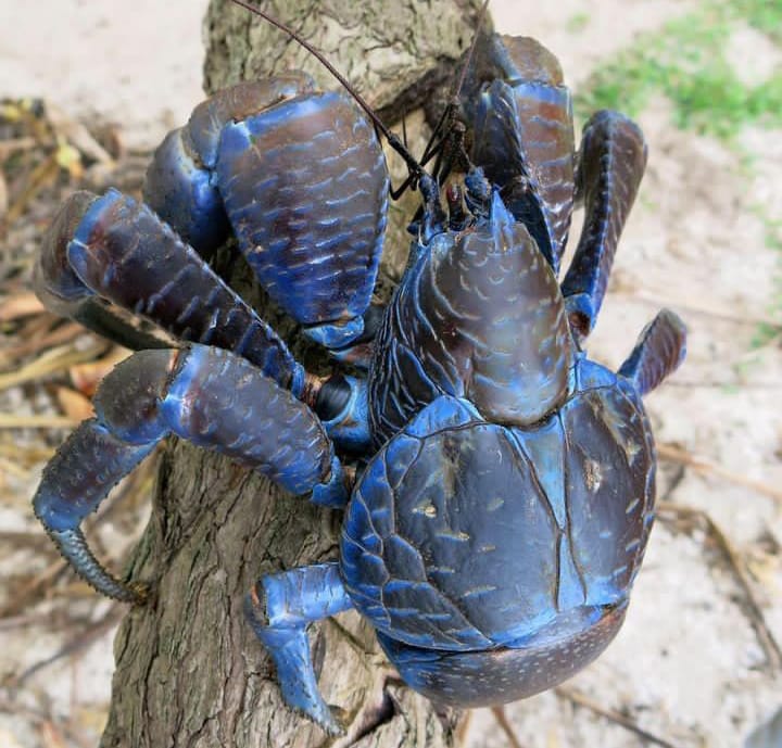 coconut crab for sale