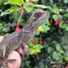 sailfin dragon for sale