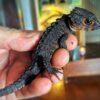 red eyed crocodile skink for sale