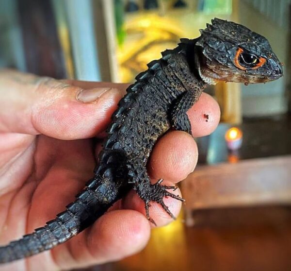 red eyed crocodile skink for sale - Very Cheap And Wholesale Price ...