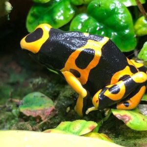 Adult bumblebee dart frog