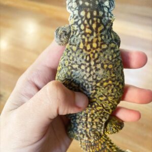 moroccan uromastyx for sale