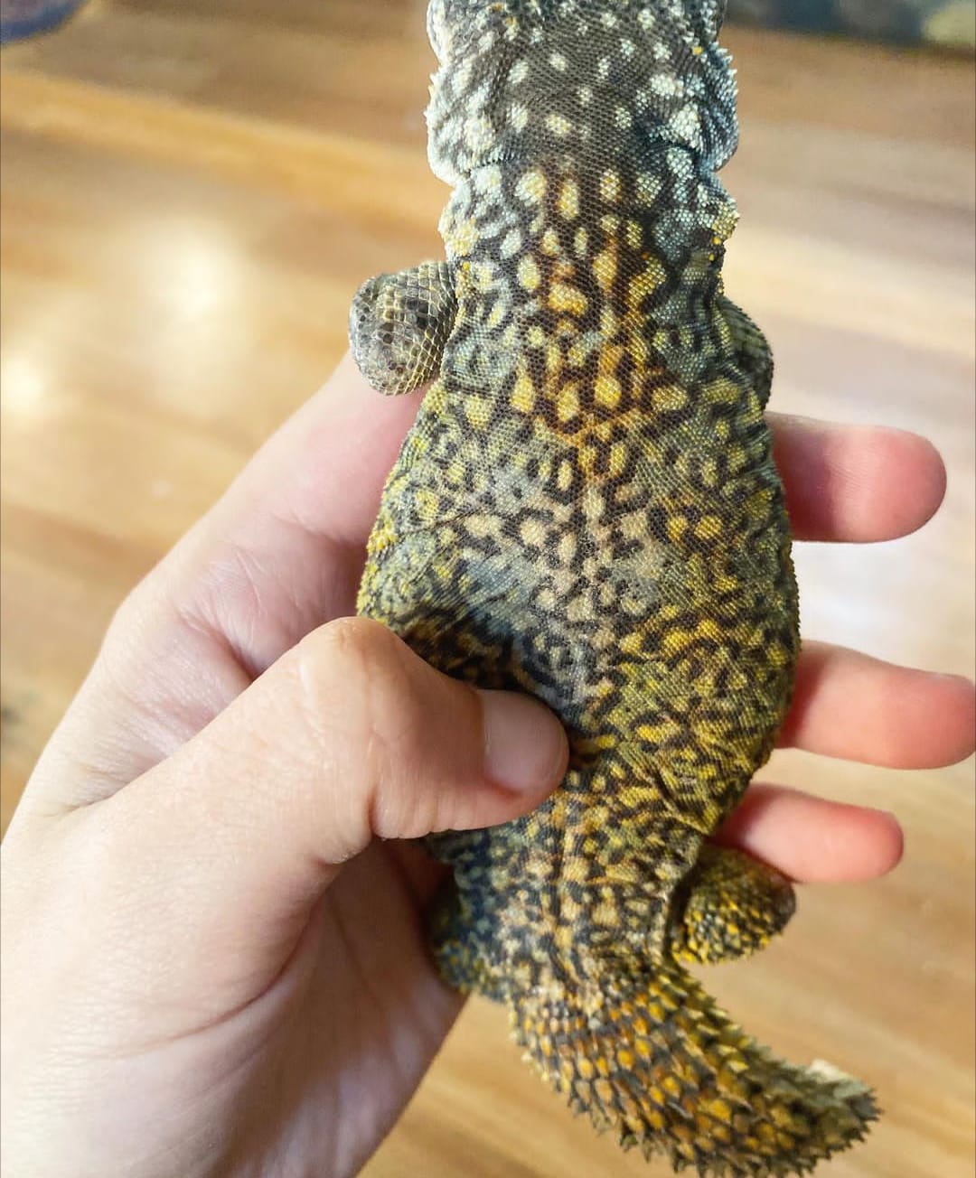 moroccan uromastyx for sale