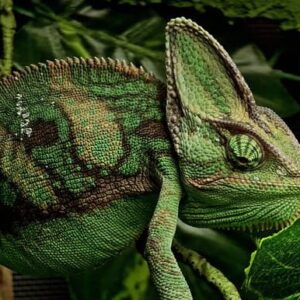 Adult green chameleon