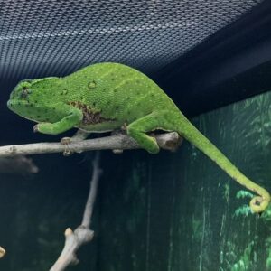 adult canopy chameleon for sale